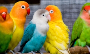 پرندگان - حیوانات